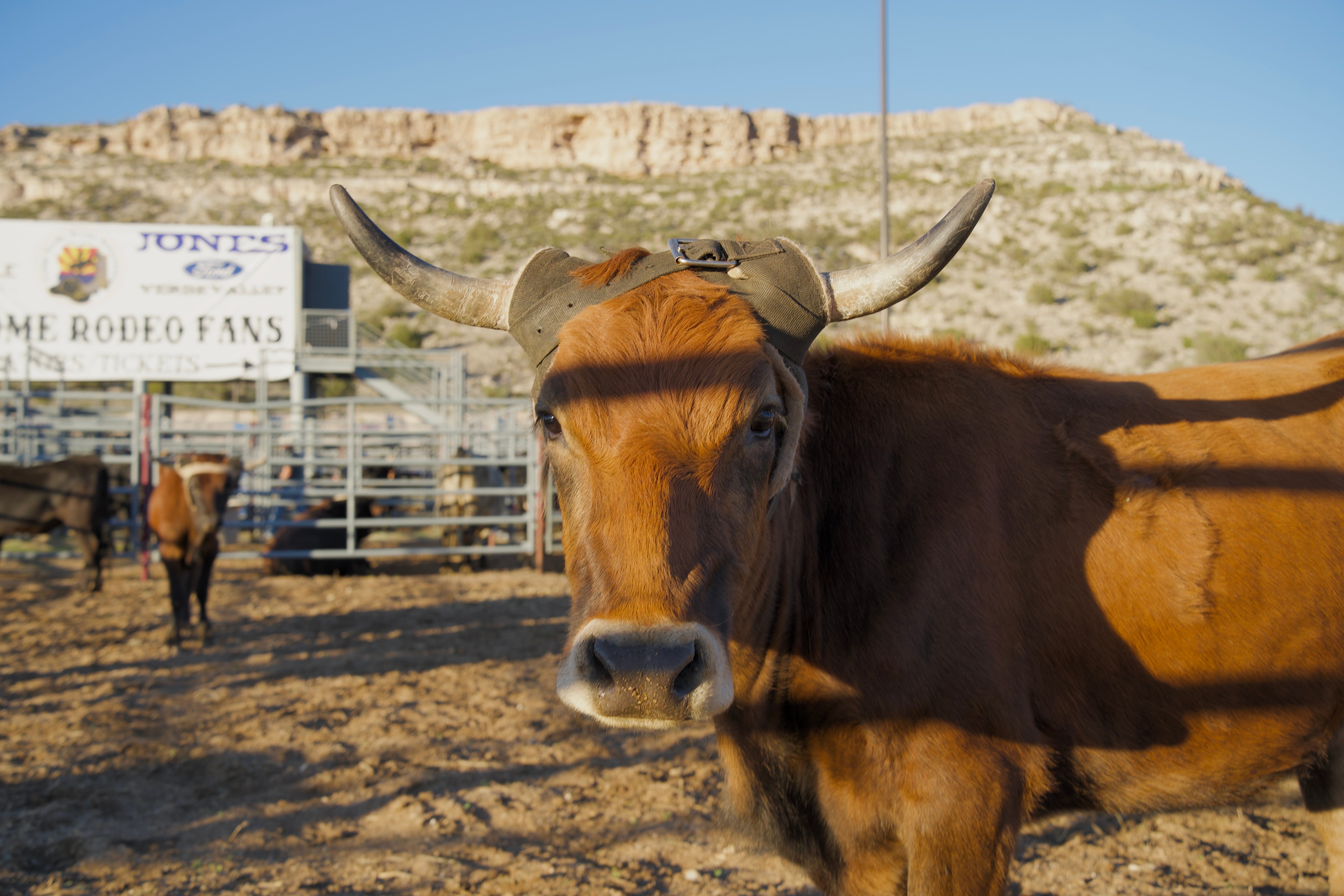 Fort Verde Days Rodeo 2